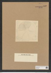 Actinoptychus sp. (de-Toni-Nr.: Genus 227) Zeichnungen Sammlung Grunow Nr. 9532 (NHMW-BOT-W0379524)